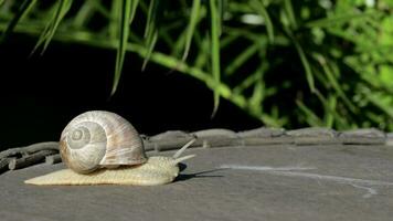 Nahansicht von ein Weinberg Schnecke kriechen im Sommer- Zeit auf ein hölzern Oberfläche video