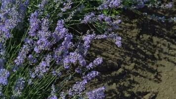 florescendo lavanda campo dentro ensolarado clima. lento movimento video