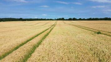 Visão sobre uma trigo campo dentro Boa clima encontrado dentro norte Alemanha. video