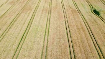 View over a wheat field in good weather found in northern germany. video