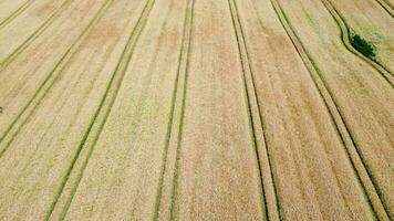 visie over- een tarwe veld- in mooi zo weer gevonden in noordelijk duitsland. video