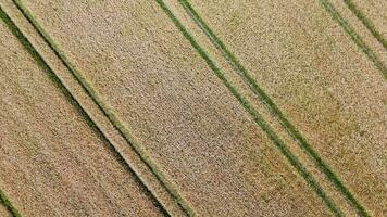 View over a wheat field in good weather found in northern germany. video