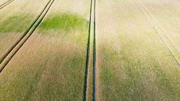 Visualizza al di sopra di un' Grano campo nel bene tempo metereologico trovato nel settentrionale Germania. video