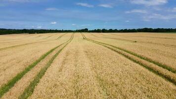 Aussicht Über ein Weizen Feld im gut Wetter gefunden im Nord Deutschland. video