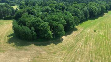 Drone view of a mixed forest with green trees in northern Germany. video