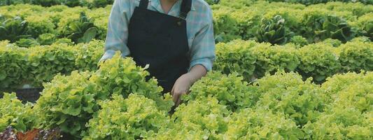 mujer jardinero inspecciona calidad de verde roble lechuga en invernadero jardinería. hembra asiático horticultura granjero cultivar sano nutrición orgánico ensalada vegetales en hidropónico agronegocios granja. foto