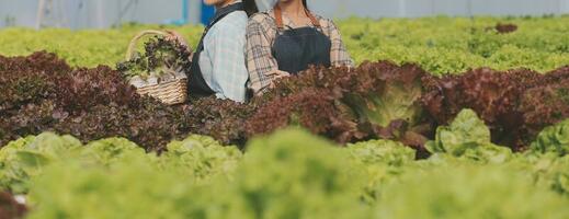 granjero cultivar sano nutrición orgánico ensalada vegetales en hidropónico agronegocios granja. foto