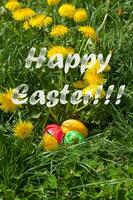 Easter eggs in the green grass photo