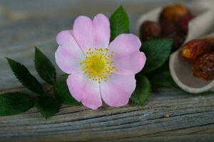 Fresh rose hip on a wooden surface. photo