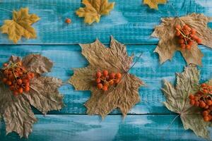 Rowan berries on dehydrated maple leaves. photo