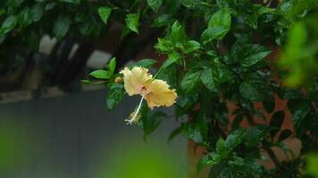 Creamy Hibiscus flower under tropical rain, slow motion video