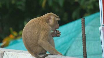 een aap met een lolly. de groot Boeddha tempel in phuket. Thailand. video