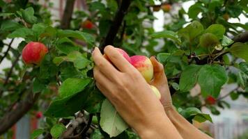 une main cueille une pomme rouge d'un arbre, gros plan video