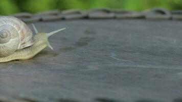 Closeup of a vineyard snail crawling in summer time on a wooden surface video