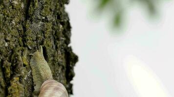 Closeup of a vineyard snail in summer time. Free space for a text video