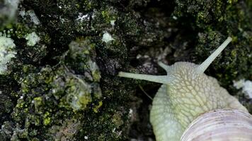 Nahansicht von ein Weinberg Schnecke kriechen im Sommer- Zeit auf ein hölzern Oberfläche video