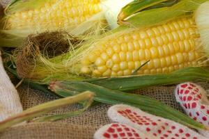 Fresh picked up corn cobs. photo