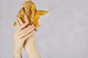 Dried maple leaves in the hands of young lady. photo