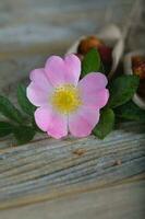 Fresh rose hip on a wooden surface. photo