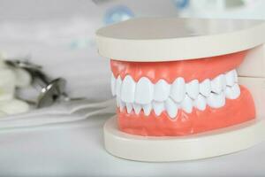 Teeth and jaw model. Closeup photo