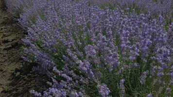 fioritura lavanda campo nel soleggiato tempo metereologico video