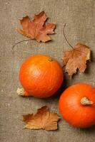 Two orange pumpkins photo