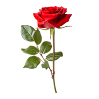 natural rojo Rosa flor. ai generado png