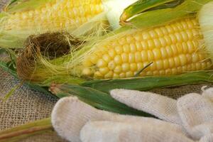 Fresh picked up corn cobs. photo