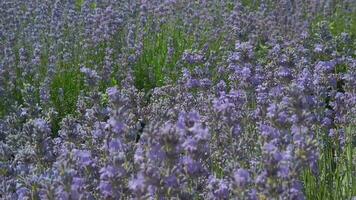 cierne lavanda campo en soleado clima. lento movimiento video