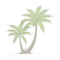 Coconut tree line art drawing. Single continuous line drawing of coconut palm tree. Decorative coconut palm tree concept. Coconut tree modern one line drawing vector illustration. Vector illustration