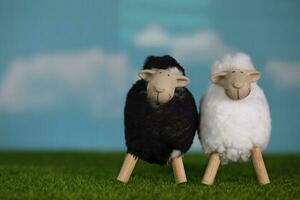 Small white and black lambs on an artificial grass. Blue sky in the background. photo