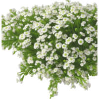 Alyssum Bild ai generiert png