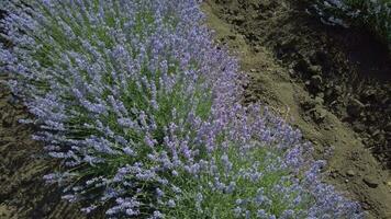 cierne lavanda campo en soleado clima video