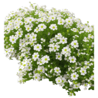 alyssum foto ai gerado png