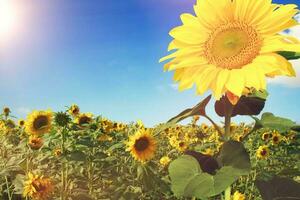 Field of blooming sunflowers on a background blue sky photo