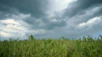 nuages orageux avant pluie. le vent secoue le vert herbe dans le champ, nuageux temps. video