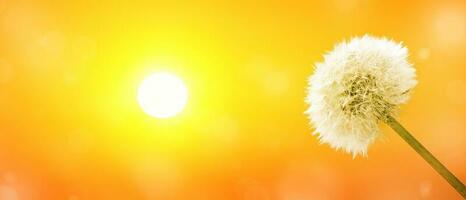 Dandelion flower with flying feathers on sunset. photo