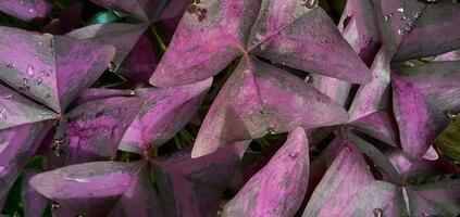 Oxalis purpurea, Oxalis triangularis, natural background of blooming purple flowers. Leaves pattern background. photo