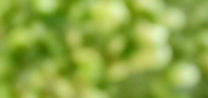 Abstract blurred background of green nature photo