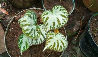 begonia cloroneura en en conserva. begonia cloroneura es un especies de planta en el familia begoniáceas. hermosa ornamental planta, casa planta, Indoon planta, amor conformado hojas. foto