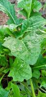 Raindrops on fresh green leaves. Shot of water droplets on leaves. Water drop on green leaves after a rain. photo