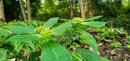 Euphorbia heterophylla or Mexican fire is a plant that belongs to the Euphorbiaceae family or the genus Euphorbia, wild plant. photo