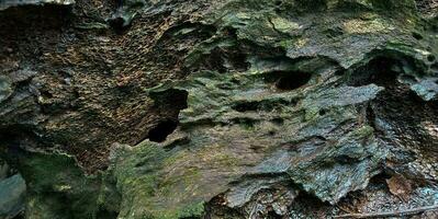 Close up of rough texture of wet weathered wood. photo