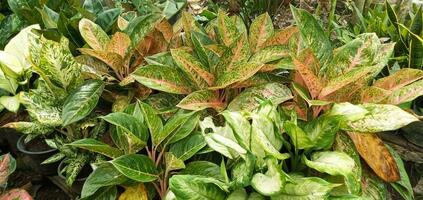 variedad de hermosa aglaonema flor es plantado en el ollas, aglaonema interior planta, hermosa flores jardín. foto