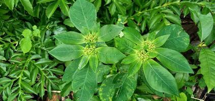 euforia heterophylla o mexicano fuego es un planta ese pertenece a el euphorbiaceae familia o el género euforbia, salvaje planta. foto