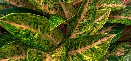 aglaonema flor, aglaonema interior planta, hermosa flores jardín. textura de aglaonema como un hojas trasfondo. foto