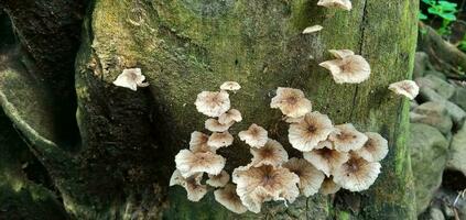 hongo en podrido madera, pequeño marrón y blanco hongos con un ligeramente floreciente forma, venenoso hongos. foto