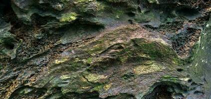 Close up of rough texture of wet weathered wood. photo