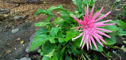 Pink Hebras,pink flowers on tropical foliage nature background. photo