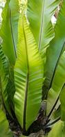 Detail of Bird nest's Fern leave  or Asplenium nidus, Fern asplenium or spleenwort closeup view. photo